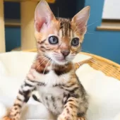 ベンガル【神奈川県・女の子・2025年8月8日・ブラウンスポテッドタビー(ロゼット)】の写真14