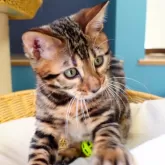 ベンガル【神奈川県・男の子・2025年8月8日・ブラウンスポテッドタビー(ロゼット)】の写真12