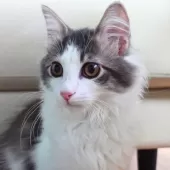 ノルウェージャンフォレストキャット【神奈川県・男の子・2025年7月6日・ブルーマッカレルタビー&ホワイト】の写真8