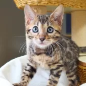 ベンガル【神奈川県・男の子・2025年8月8日・ブラウンスポテッドタビー(ロゼット)】の写真12