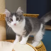 ノルウェージャンフォレストキャット【神奈川県・男の子・2025年6月6日・ブルーマッカレルタビー&ホワイト】の写真10