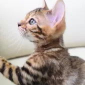 ベンガル【神奈川県・女の子・2025年8月8日・ブラウンスポテッドタビー(ロゼット)】の写真5「猫や人との触れ合いから順応性や社交性が育まれ、飼いやすいです🏡💖」