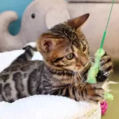ベンガル【神奈川県・男の子・2025年8月8日・ブラウンスポテッドタビー(ロゼット)】の写真5「猫や人との触れ合いから順応性や社交性が育まれ、飼いやすいです🏡💖」