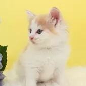 ノルウェージャンフォレストキャット【神奈川県・男の子・2025年9月25日・クリーム&ホワイト】の写真15