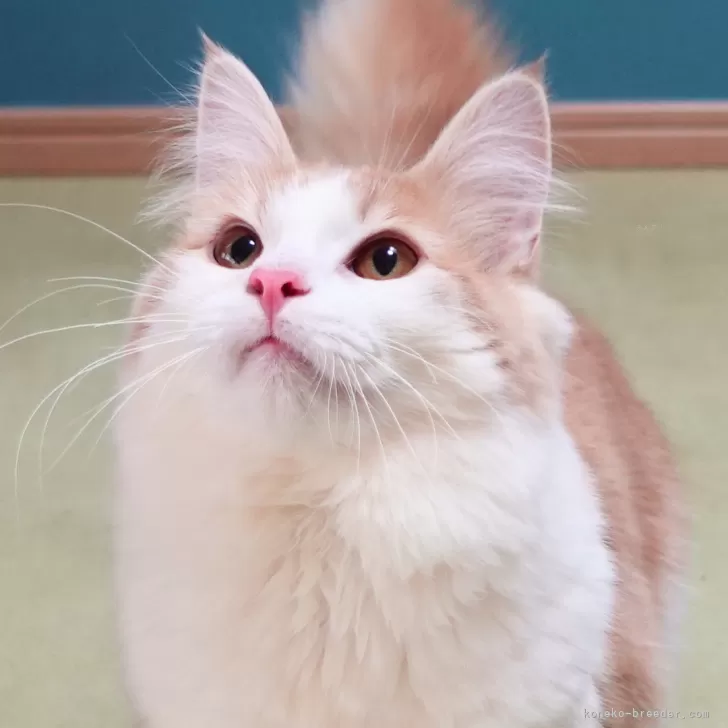 ID：2406-00310の子猫