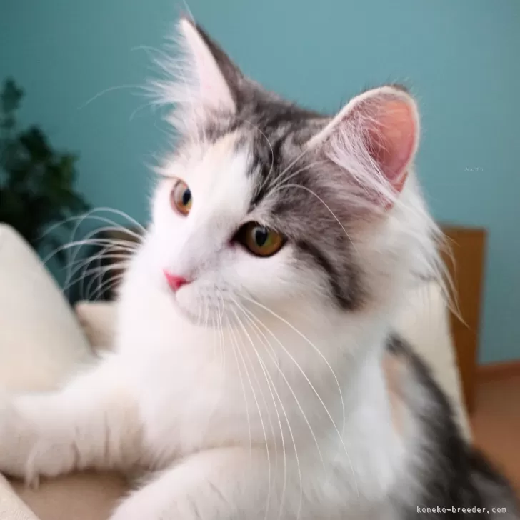 ノルウェージャンフォレストキャット【神奈川県・女の子・2025年5月12日・シルバークラシックトービィ&amp;ホワイト】の写真1「クラリスちゃん（仮名）」