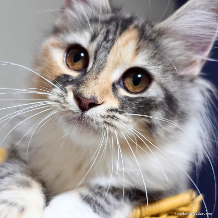 ブリーダー画像