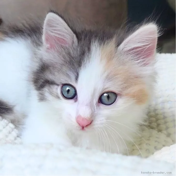 S.N 様のお迎えした子猫