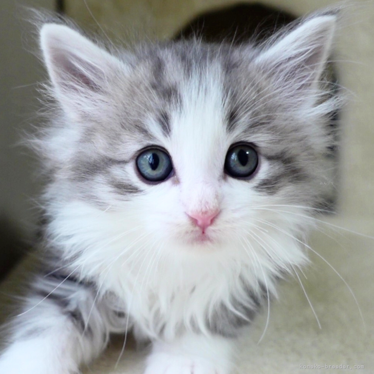 ブリーダー画像