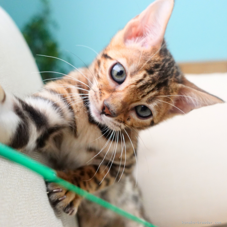 ブリーダー画像