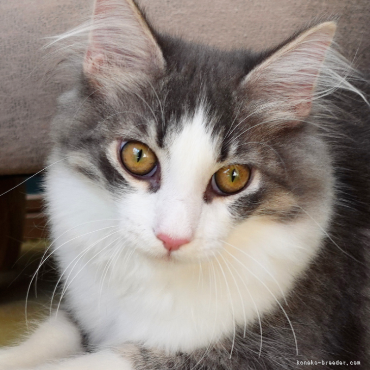 ブリーダー画像