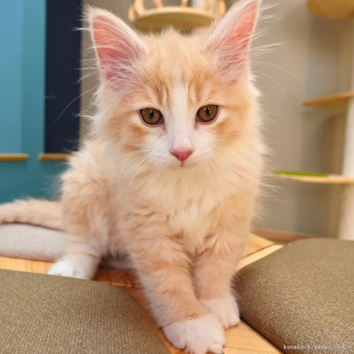T.H 様のお迎えした子猫