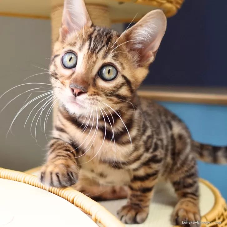 Y.T 様のお迎えした子猫