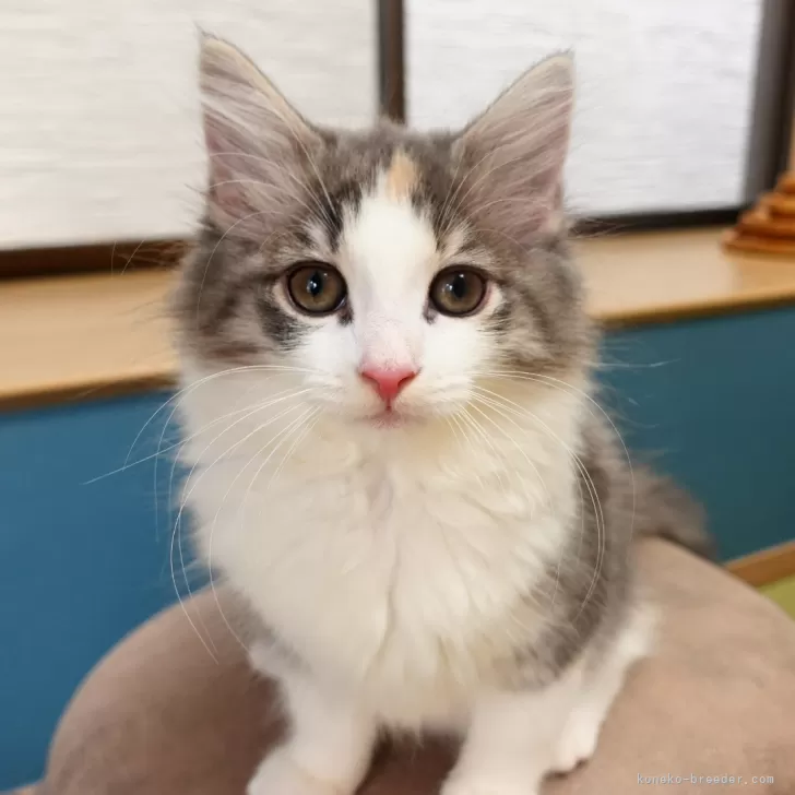 おじ 様のお迎えした子猫