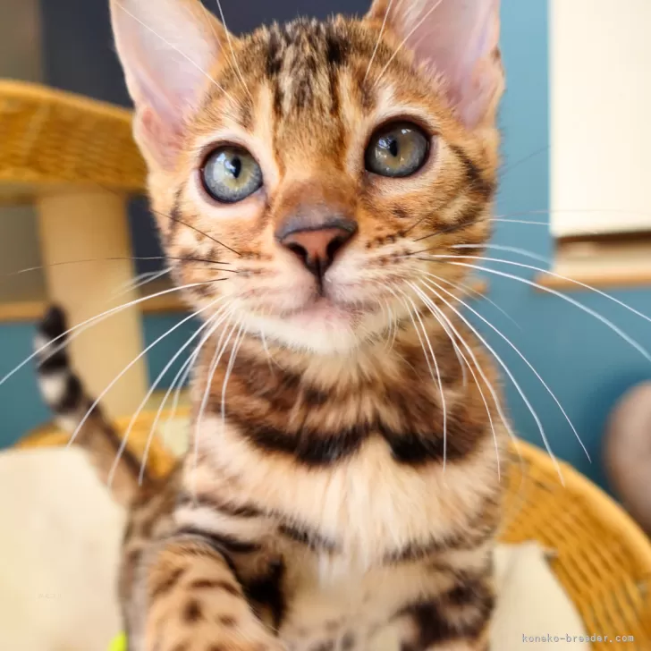 ID：2510-00393の子猫