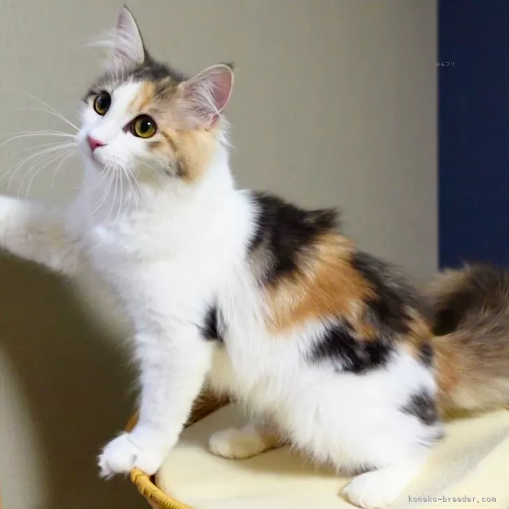 ノルウェージャンフォレストキャット【神奈川県・女の子・2025年5月12日・ブルーパッチドマッカレルタビー&amp;ホワイト】の写真1「ロザリーちゃん（仮名）」