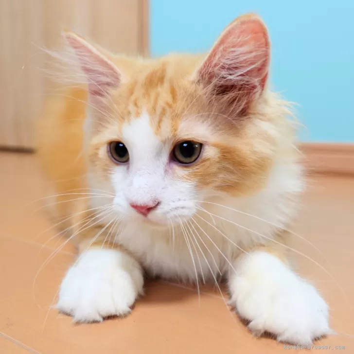 しばた 様のお迎えした子猫