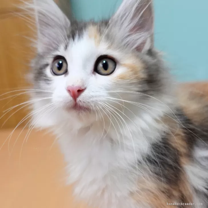 ID：2506-01114の子猫