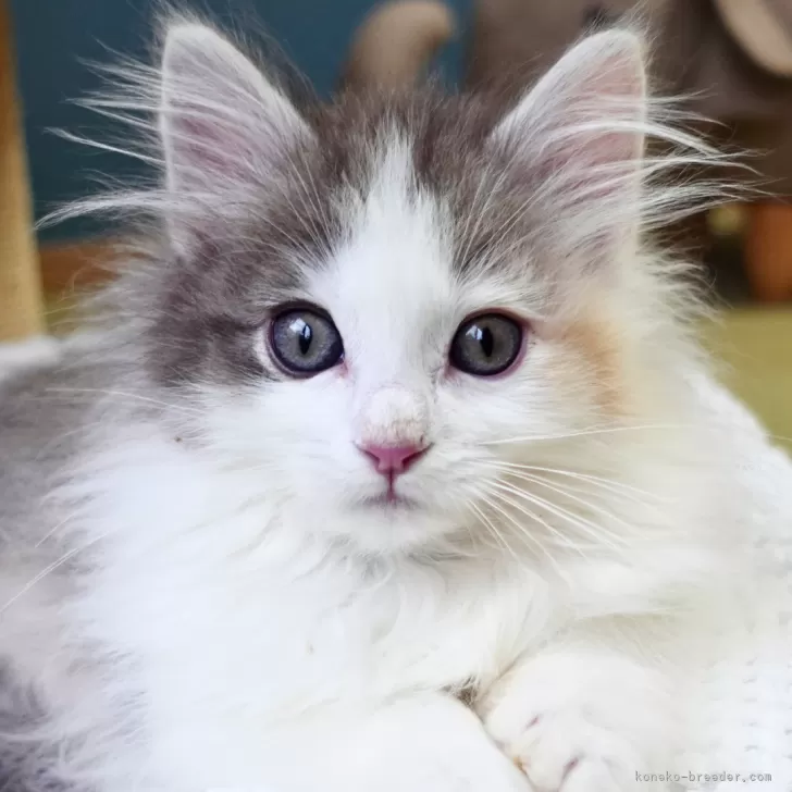 ID：2512-00656の子猫