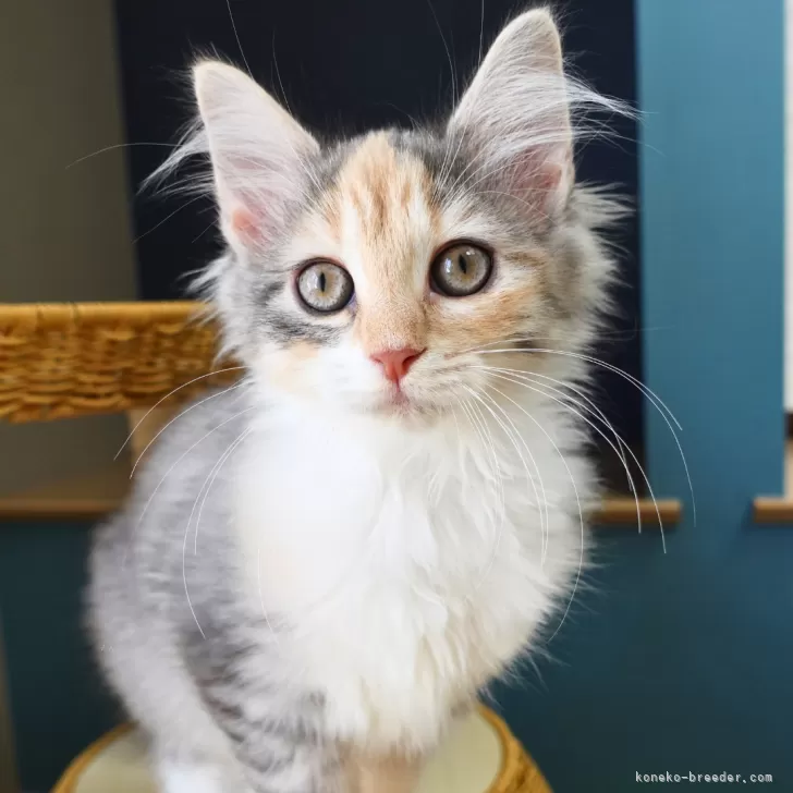 ID:2508-02154の子猫