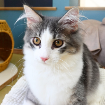 ノルウェージャンフォレストキャット【神奈川県・男の子・2025年6月6日・ブルーマッカレルタビー&ホワイト（ふわふわ）】の写真「🐾ハチワレ×白ソックス💫癒し顔のまん丸な瞳👑」