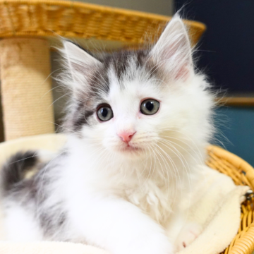 ノルウェージャンフォレストキャット【神奈川県・男の子・2025年9月29日・ブラウンマッカレルタビー&ホワイト（ふわふわ）】の写真「🌼白黒コントラスト美🐾ペンライトしっぽ✨」