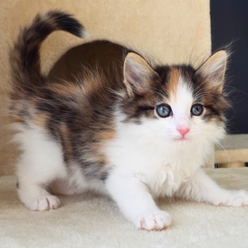 ノルウェージャンフォレストキャット【神奈川県・女の子・2025年12月12日・ブラウンマッカレルトービィ&ホワイト（ふわふわ）】の写真「🌸額ラインが映える三色美猫✨優しい瞳🐾」