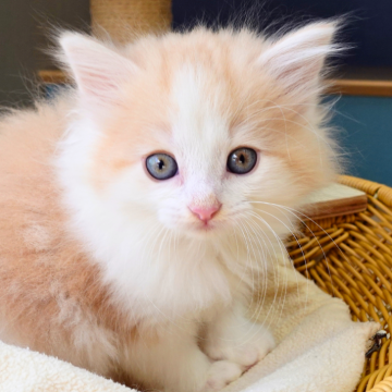 ノルウェージャンフォレストキャット【神奈川県・男の子・2025年9月25日・クリームマッカレルタビー&ホワイト（ふわふわ）】の写真「☀️明るいクリーム柄＆白ソックス🐾癒し系💛」