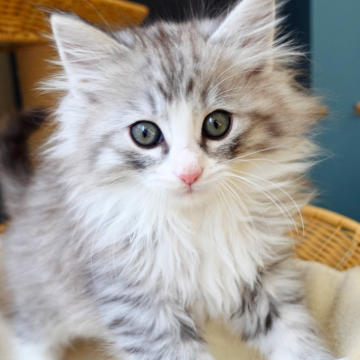 ノルウェージャンフォレストキャット【神奈川県・男の子・2025年10月11日・シルバーマッカレルタビー&ホワイト（ふわふわ）】の写真「🌿上品な縞模様×白ソックス✨凛とした美形男子🐾」