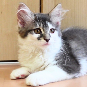 ノルウェージャンフォレストキャット