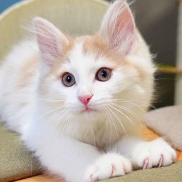 ノルウェージャンフォレストキャット【神奈川県・男の子・2025年9月25日・クリーム&ホワイト（ふわふわ）】の写真「💛ハチワレ模様が映える白クリーム🐾癒し系🌼」