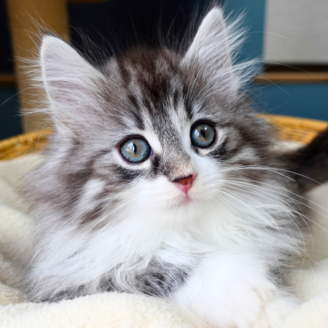 ノルウェージャンフォレストキャット【神奈川県・男の子・2025年9月29日・シルバーマッカレルタビー&ホワイト（ふわふわ）】の写真「💎エレガント毛色🌼白ソックス✨気品ある子🐾」