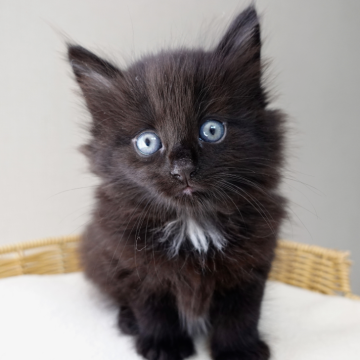 ノルウェージャンフォレストキャット【神奈川県・男の子・2025年9月29日・ブラック&ホワイト（ふわふわ）】の写真「✨黒猫ジジ君🎀胸元白リボンがチャーム🐾」