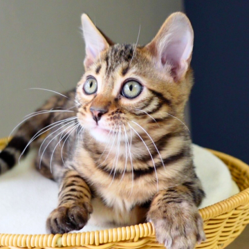 ベンガル【神奈川県・男の子・2025年8月8日・ブラウンスポテッドタビー(ロゼット)（シルキー）】の写真「✨凛々しい瞳と美タビー模様🌙気品あふれる王子様」