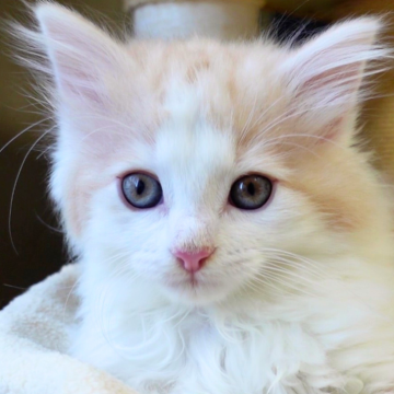 ノルウェージャンフォレストキャット【神奈川県・男の子・2025年9月25日・クリームマッカレルタビー&ホワイト（ふわふわ）】の写真「☀️明るいクリーム柄＆白ソックス🐾癒し系💛」