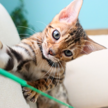 ベンガル【神奈川県・女の子・2025年8月8日・ブラウンスポテッドタビー(ロゼット)（シルキー）】の写真「✨白まゆ×黒ラインの上品美💎艶タビー🎨」