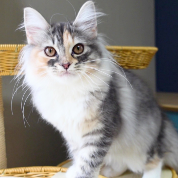 ノルウェージャンフォレストキャット【神奈川県・女の子・2025年5月21日・ブルーパッチドマッカレルタビー&ホワイト（ふわふわ）】の写真「🎀個性派パッチ柄×白ソックス🐾可愛いお顔🐱」