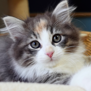 ノルウェージャンフォレストキャット【神奈川県・女の子・2025年9月25日・ブルーマッカレルトービィ&ホワイト（ふわふわ）】の写真「✨宝石のような青茶模様💎白ハチワレ美猫🎀🐾」