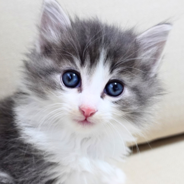ノルウェージャンフォレストキャット【神奈川県・男の子・2025年10月9日・ブルーマッカレルタビー&ホワイト（ふわふわ）】の写真「🌼美形フェイス✨愛らしいハチワレ💙爽やか君」
