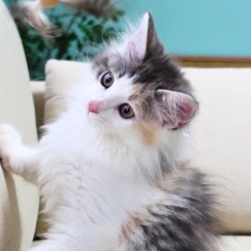 ノルウェージャンフォレストキャット