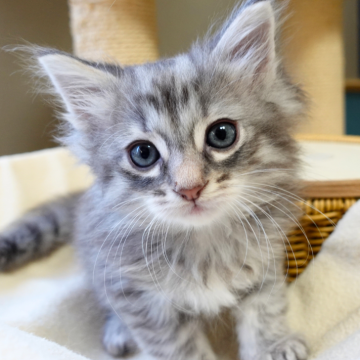 ノルウェージャンフォレストキャット【神奈川県・女の子・2025年10月11日・シルバーマッカレルタビー（ふわふわ）】の写真「🐾美縞模様×輝く毛並み🌿魅力満点🌸」