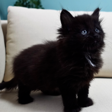 ノルウェージャンフォレストキャット【神奈川県・男の子・2025年9月29日・ブラック&ホワイト（ふわふわ）】の写真「✨黒猫ジジ君🎀胸元白リボンがチャーム🐾」