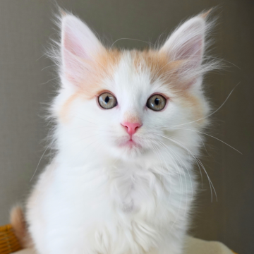 ノルウェージャンフォレストキャット【神奈川県・男の子・2025年9月25日・クリーム&ホワイト（ふわふわ）】の写真「💛ハチワレ模様が映える白クリーム🐾癒し系🌼」