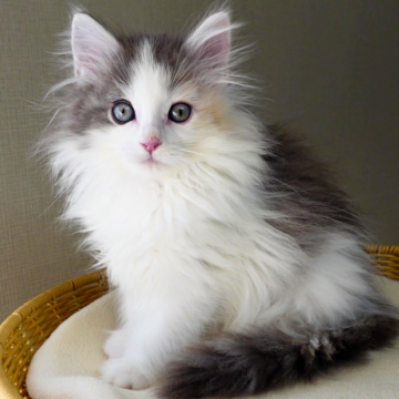 ノルウェージャンフォレストキャット【神奈川県・女の子・2025年9月30日・ブルーマッカレルトービィ&ホワイト（ふわふわ）】の写真「🎨可愛い頬色×爽やか白✨おっとり癒し系🐾」