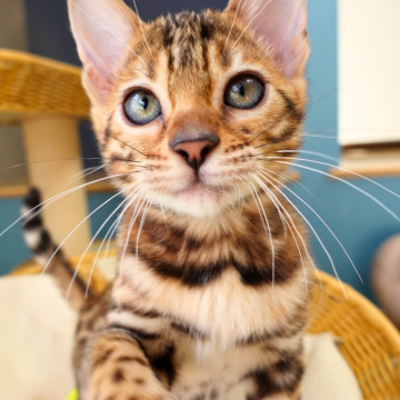 ベンガル【神奈川県・女の子・2025年8月8日・ブラウンスポテッドタビー(ロゼット)（シルキー）】の写真「✨白まゆ×黒ラインの上品美💎艶タビー🎨」