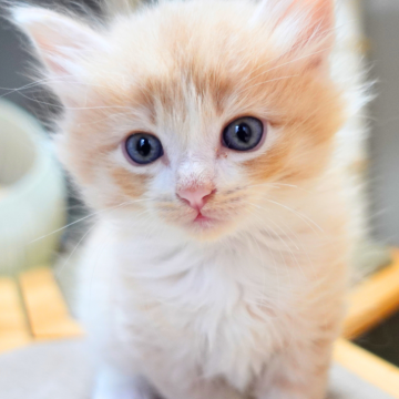 ノルウェージャンフォレストキャット【神奈川県・男の子・2025年9月25日・クリームマッカレルタビー&ホワイト（ふわふわ）】の写真「☕️優しいクリーム色✨白ソックス🐾癒し系🧸」