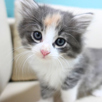 ノルウェージャンフォレストキャット【神奈川県・女の子・2025年9月25日・ブルーマッカレルトービィ&ホワイト（ふわふわ）】の写真「✨宝石のような青茶模様💎白ハチワレ美猫🎀🐾」