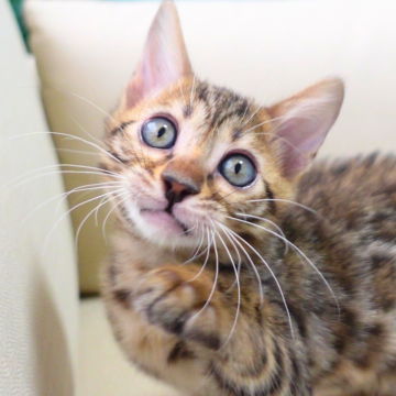 ベンガル【神奈川県・男の子・2025年8月8日・ブラウンスポテッドタビー(ロゼット)(シルキー)】の写真「✨凛々しい瞳と美タビー模様🌙気品あふれる王子様」