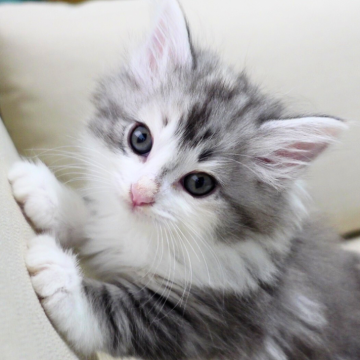 ノルウェージャンフォレストキャット【神奈川県・女の子・2025年9月25日・ブルーシルバーマッカレルトービィ&ホワイト（ふわふわ）】の写真「💎凛とした表情×淡ブルー顔模様🐾白ソックス☁️」