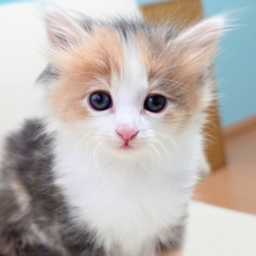 ノルウェージャンフォレストキャット【神奈川県・女の子・2025年10月9日・ブルートーティ&ホワイト（ふわふわ）】の写真「🐾三色ふんわり🎨可愛いハチワレ✨ぬいぐるみ感」